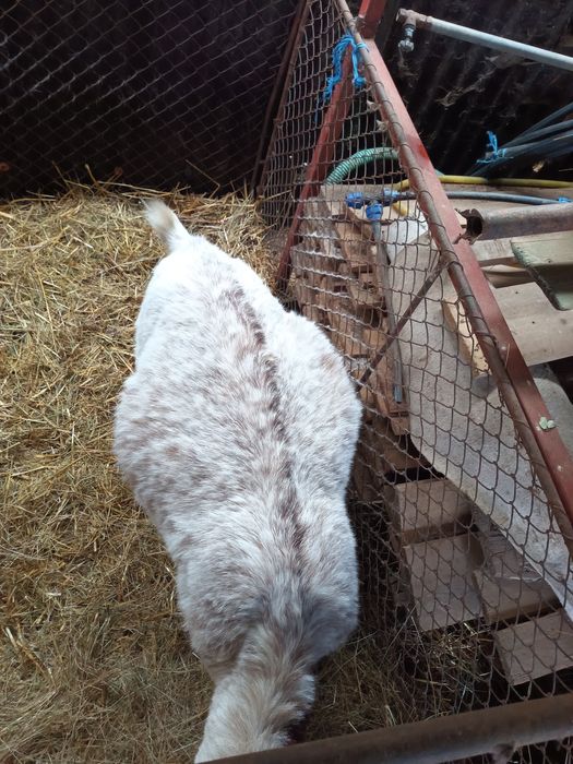 Capra gestanta boier