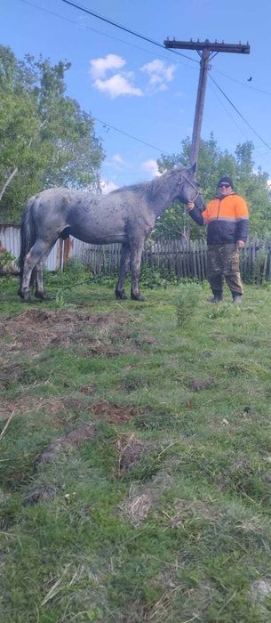 Продам табунного жеребца