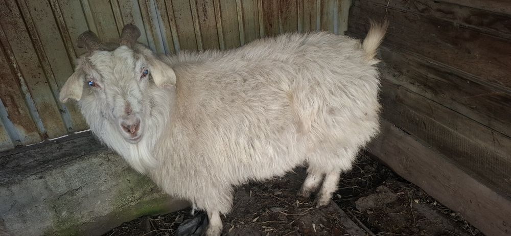 Ешкі сатылады  50 000теңге бағасын келісеміз