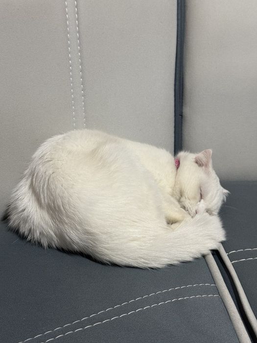 Продается Кошка с котятами