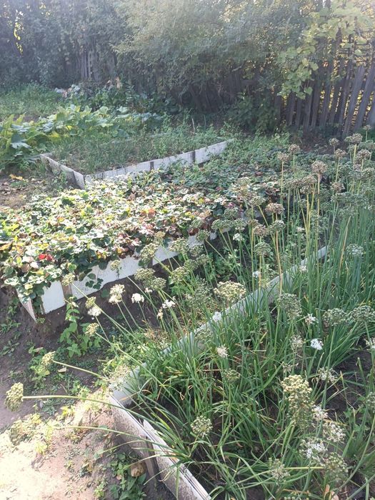 Продам дачу садоводство яблонька