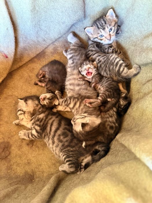 Породистие котята