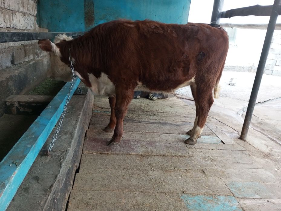 Продам жирную телку