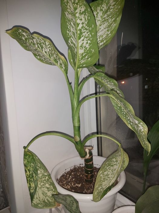 Комнатные растения