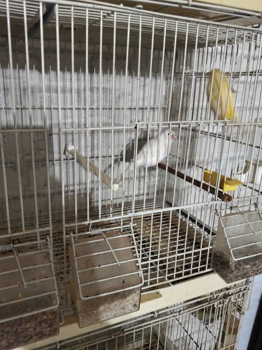 Pui canari  pui canari