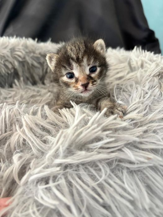 Котята ждут своих новых родителей!!!
