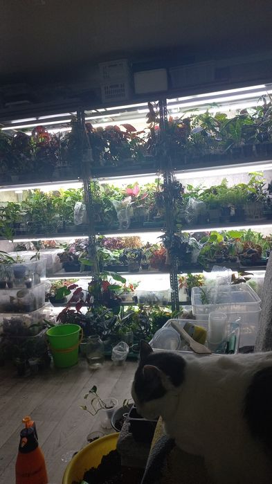 Комнатные растения.