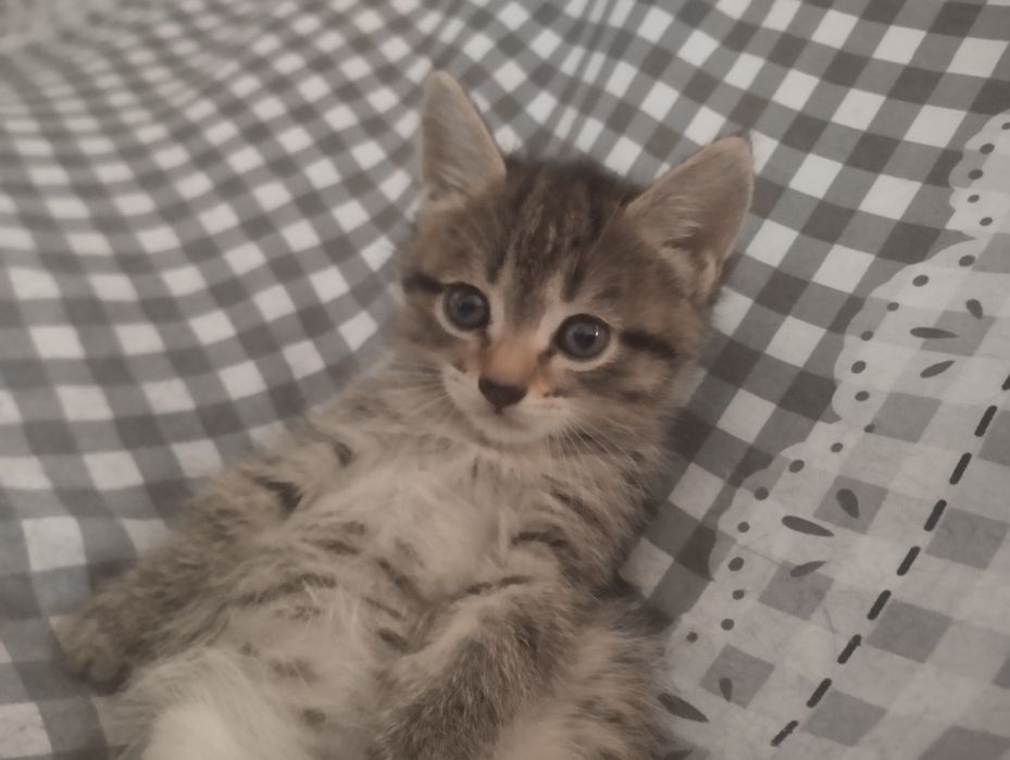 Отдам котят в добрые руки