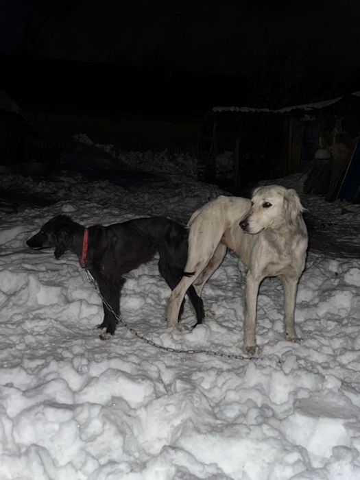 Тазы қумай собака