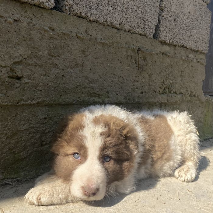 Алабай кушык сатылады