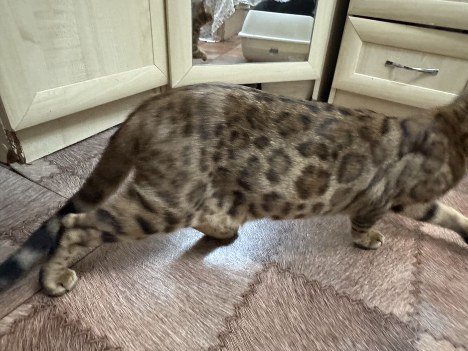 Бенгальская кошка