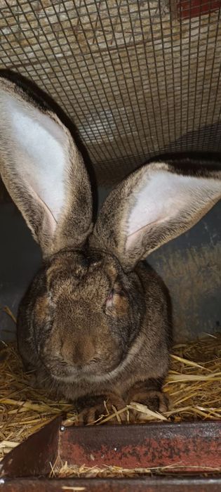 Зайци на 3 месеца