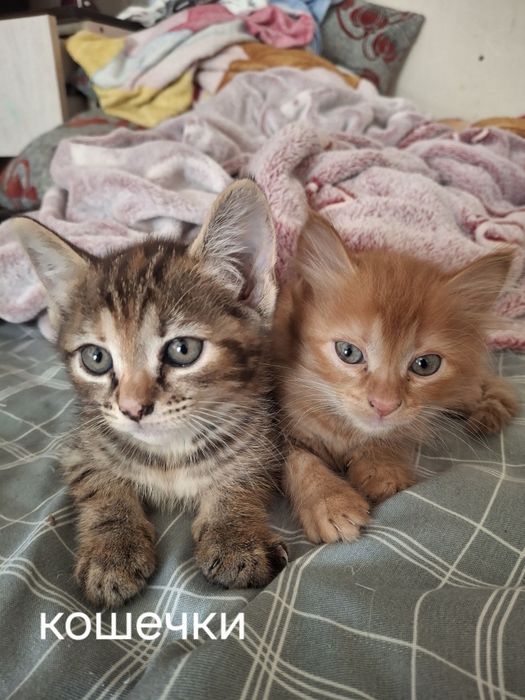 Отдам в добрые руки котят.