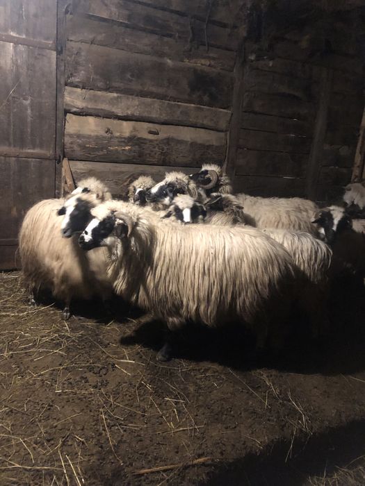 Vând 10 oi petrosani breze