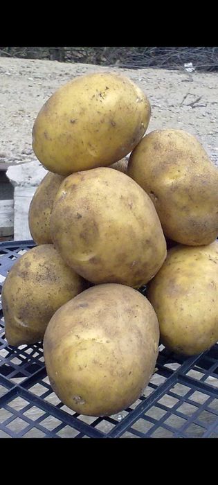 Картофель домашний