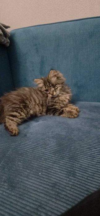 Отдам кошечку в добрые руки