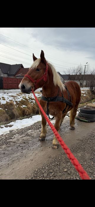 Manz armasar 1 an jumate adus din franta