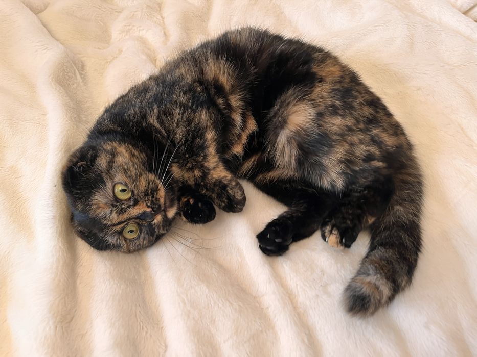 шотландская молодая кошечка в добрые руки