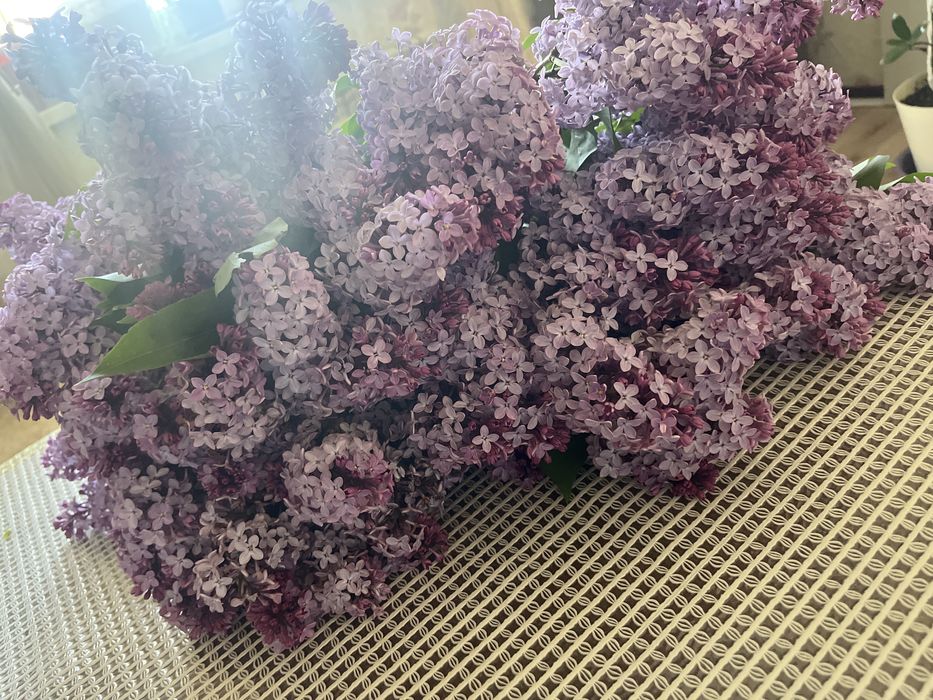 апрельскийй сирень