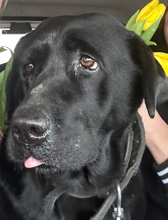 Пропал лабрадор , девочка, черная