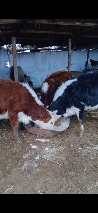 3 Ақ Бас Қашарлар сатылады