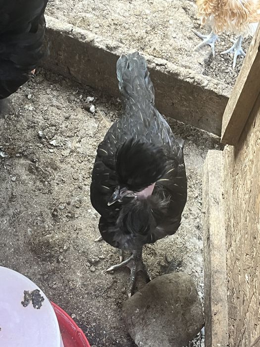 Pui paduane și moțate olandeze