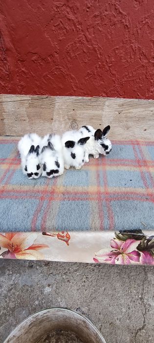 Iepuri mini cap de leu pitic