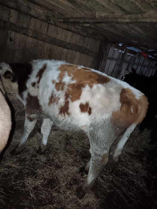 2 tauri unul baltat iar celalalt august iar viteau tot angus