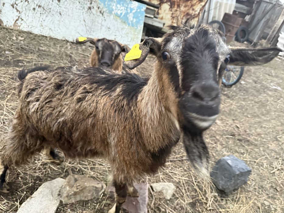 Продажа коз,ешкі
