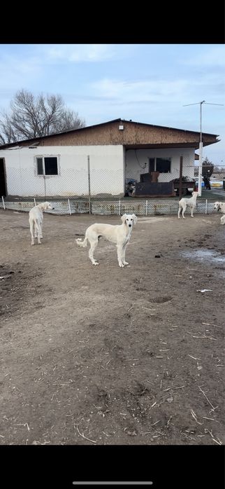 Тазылар сатылады