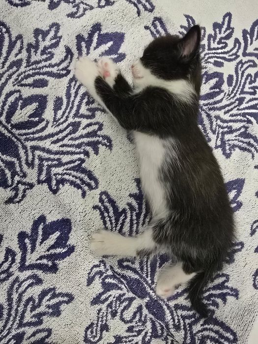 Отдам котят Астана