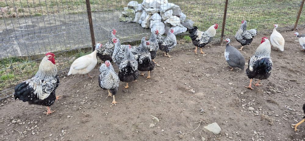 Oua gaini wyandotte pentru incubat