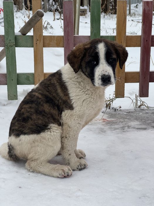 Продам щенка тобет