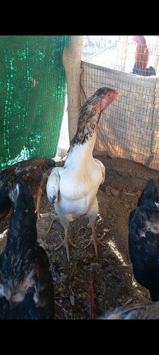 Яхши дакан макиюнлар бор 10 тадан копрок сотилади