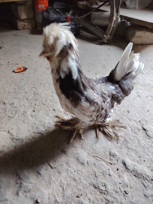 Hamasi tezda sotiladi