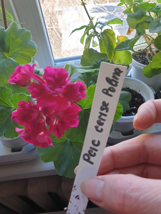 Пеларгония сортовая