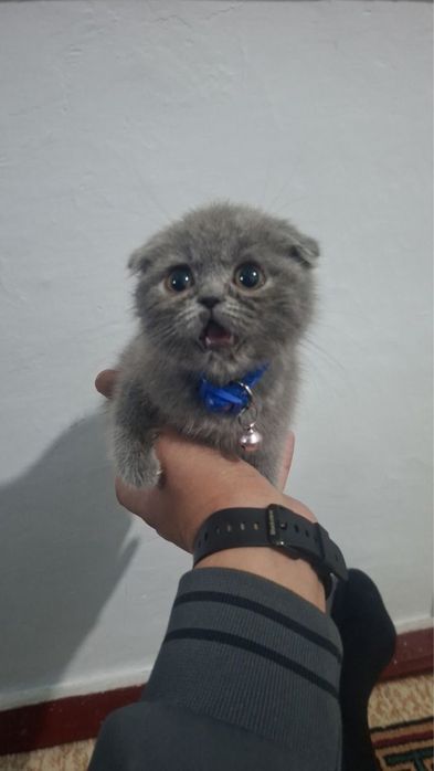 Scottish Fold mushukcha sotiladi