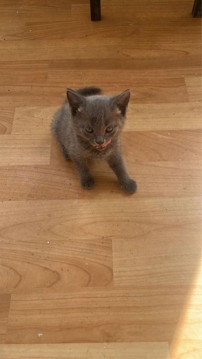 Отдам бесплатно котят