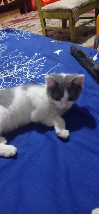 Котята отдам в добрые руки