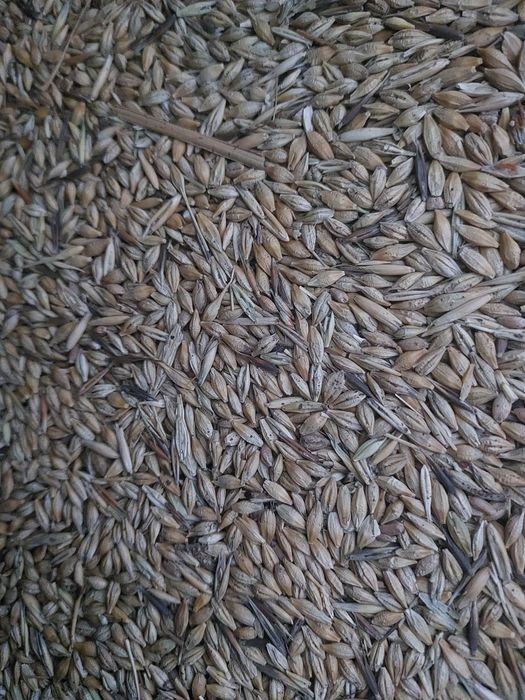 зерноотходы  по.  35 кг мешок. 5000тг. Доставка  бесплатно