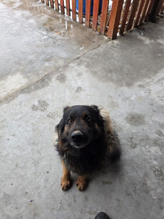 Немецкая овчарка девочка