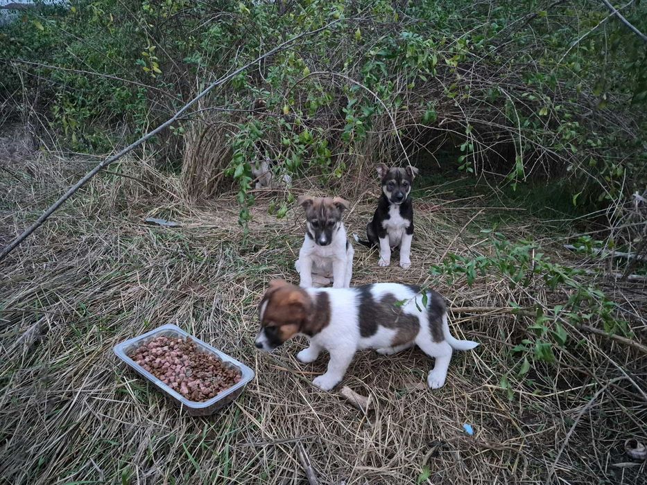 4 catelusi metis Fox Terrier pentru adoptie