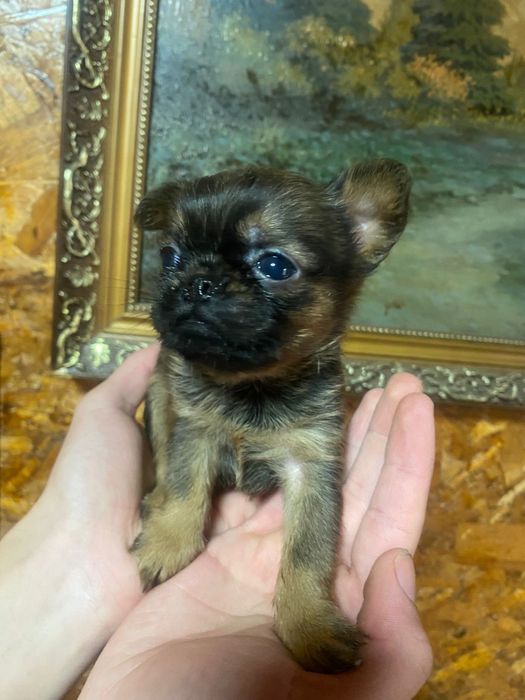 Продаются щенки Брюссельский Грифон