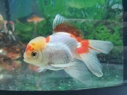 Carasi Oranda/Pesti de acvariu