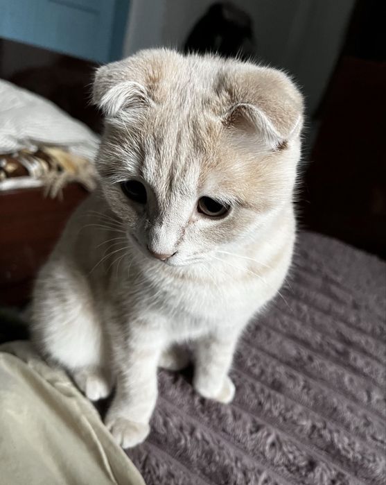 Продается кошечка вислоушка