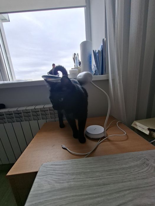 Отдам даром кошку
