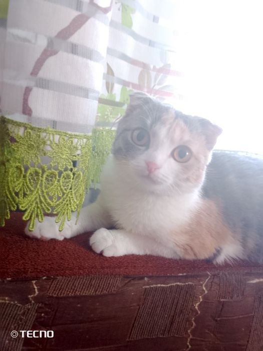 Вислоухая  кошка