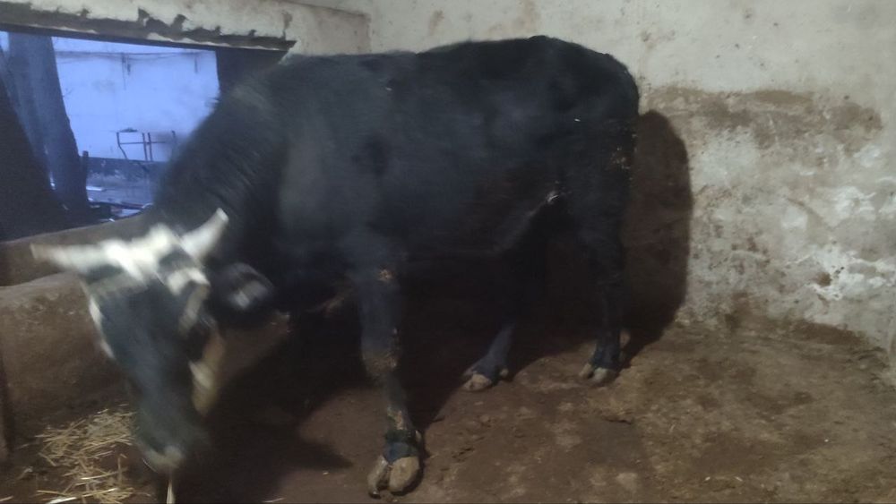 Ho'kiz 1.5yosh qarshi shahar