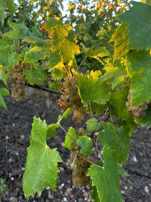 Must de vânzare (din struguri de riesling)