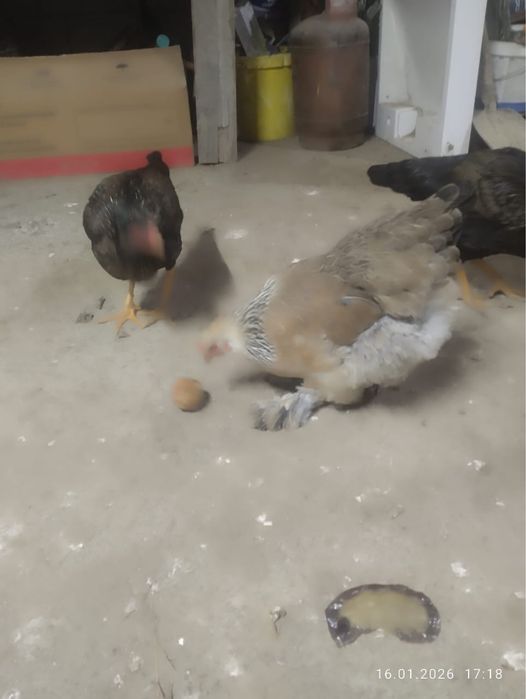 Брам тауыктарыы сатылады